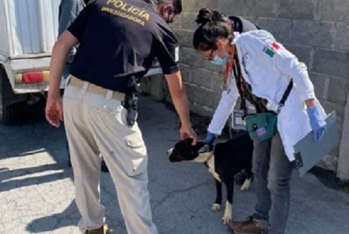 Mediante un Cateo, la PGJEH Rescató Cuatro Caninos