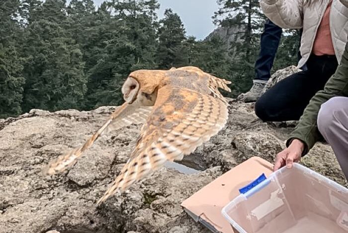 Realizan Liberación de Fauna Silvestre en el Parque Nacional “El Chico”