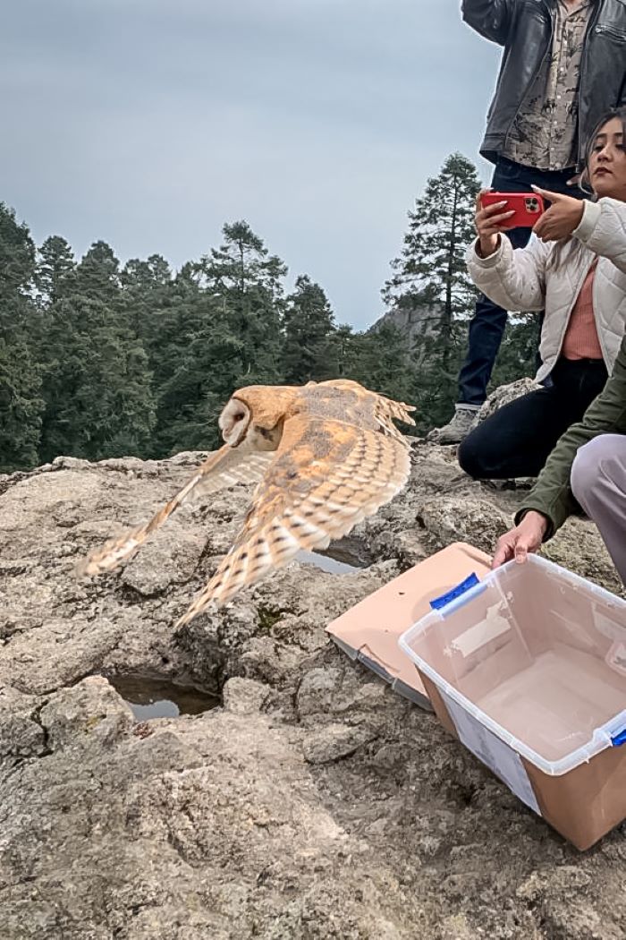 Realizan Liberación de Fauna Silvestre en el Parque Nacional “El Chico”