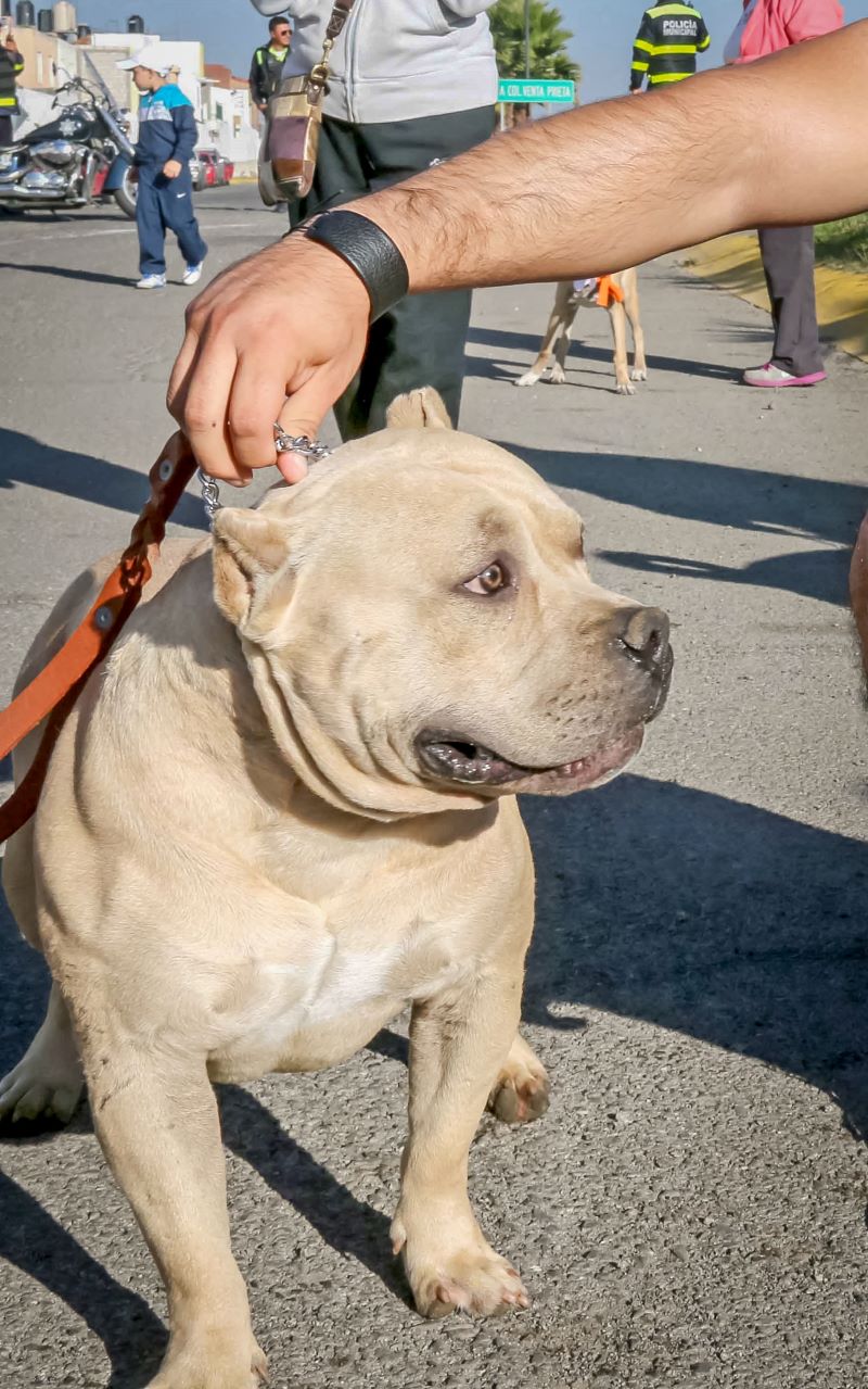 SSH- Recomendaciones Sobre Qué Hacer en Casos de Ser Mordido Por Perros, Gatos, o Animales Silvestres