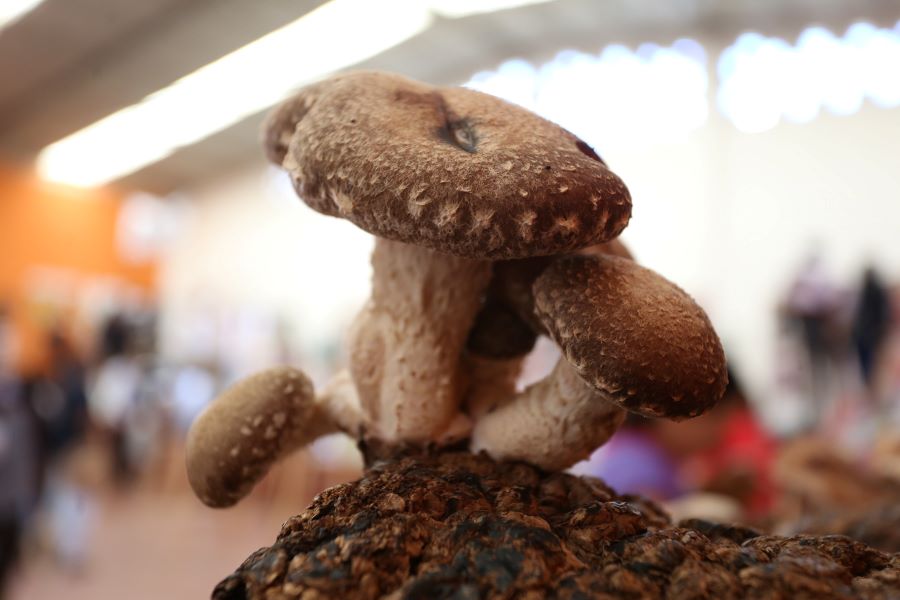 Habrá Actividades Culturales y Concursos en Octavo Festival Universitario del Hongo