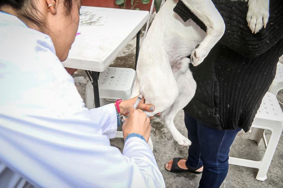 SSH Atiende Como Urgencias Los Casos de Mordeduras de Animales Susceptibles a Padecer Rabia