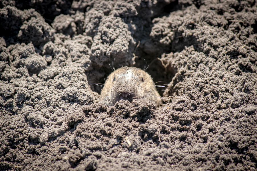 Destaca Semarnath importancia de la Conservación de la Tuza