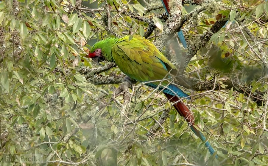 Confirman presencia de Guacamayas en Hidalgo