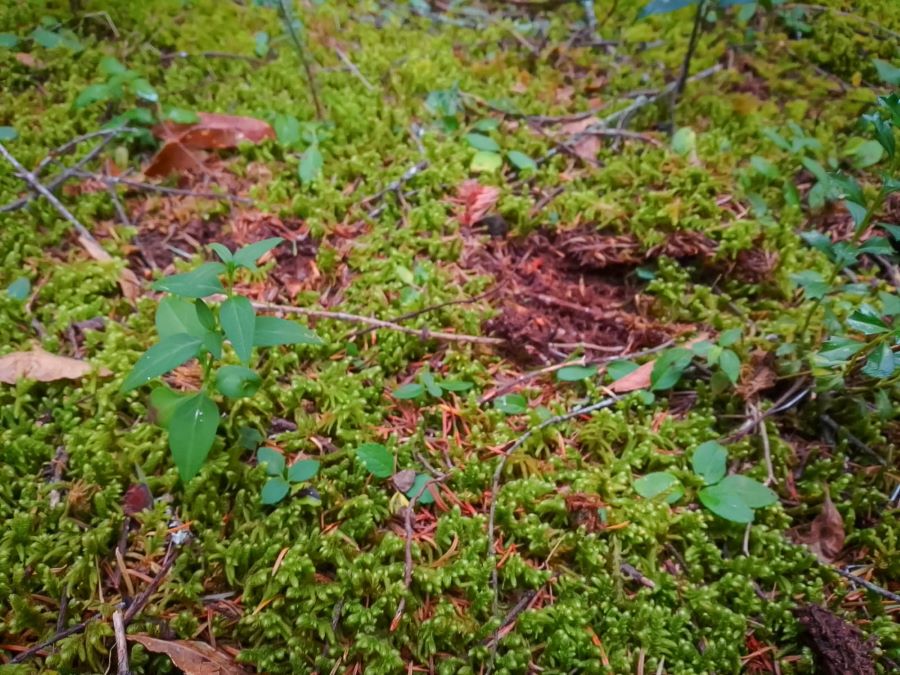 Realizan en el Parque Nacional “El Chico” Recorridos de Vigilancia Para Evitar La Extracción Ilícita de Musgo ó Heno