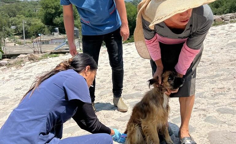 Experta Investigadora del Instituto de Ciencias Agropecuarias Comparte Recomendaciones de Cuidado a Mascotas
