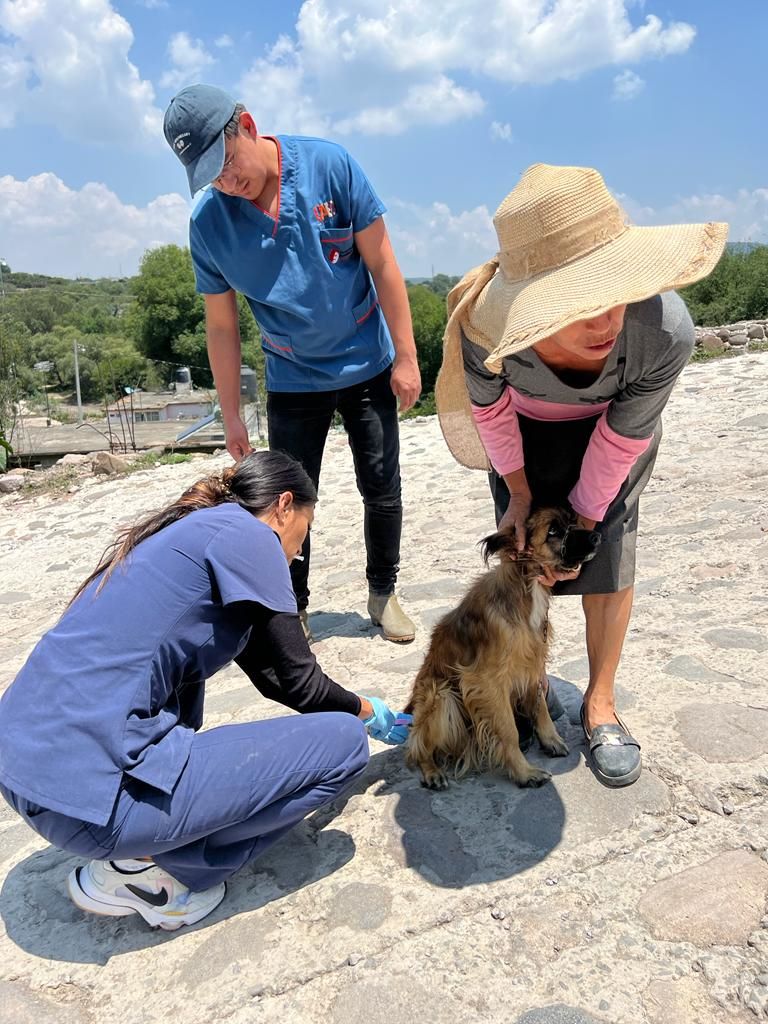 Experta Investigadora del Instituto de Ciencias Agropecuarias Comparte Recomendaciones de Cuidado a Mascotas