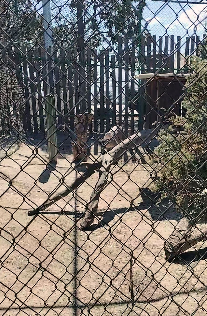 En Febrero Concluirá Acopio de Árboles Navideños en Tulancingo