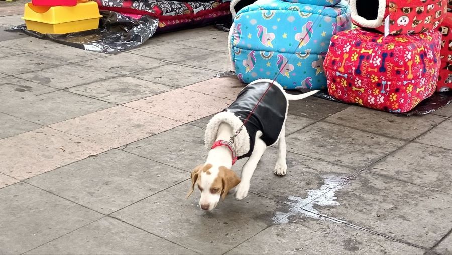 Sanidad Municipal de Tulancingo Retoma Servicio de Esterilizaciones Caninas y Felinas En Unidad Móvil
