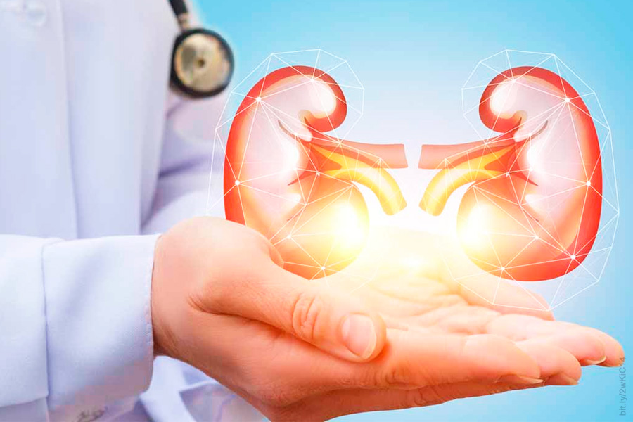 Los Médicos: Guardianes de la Salud Renal