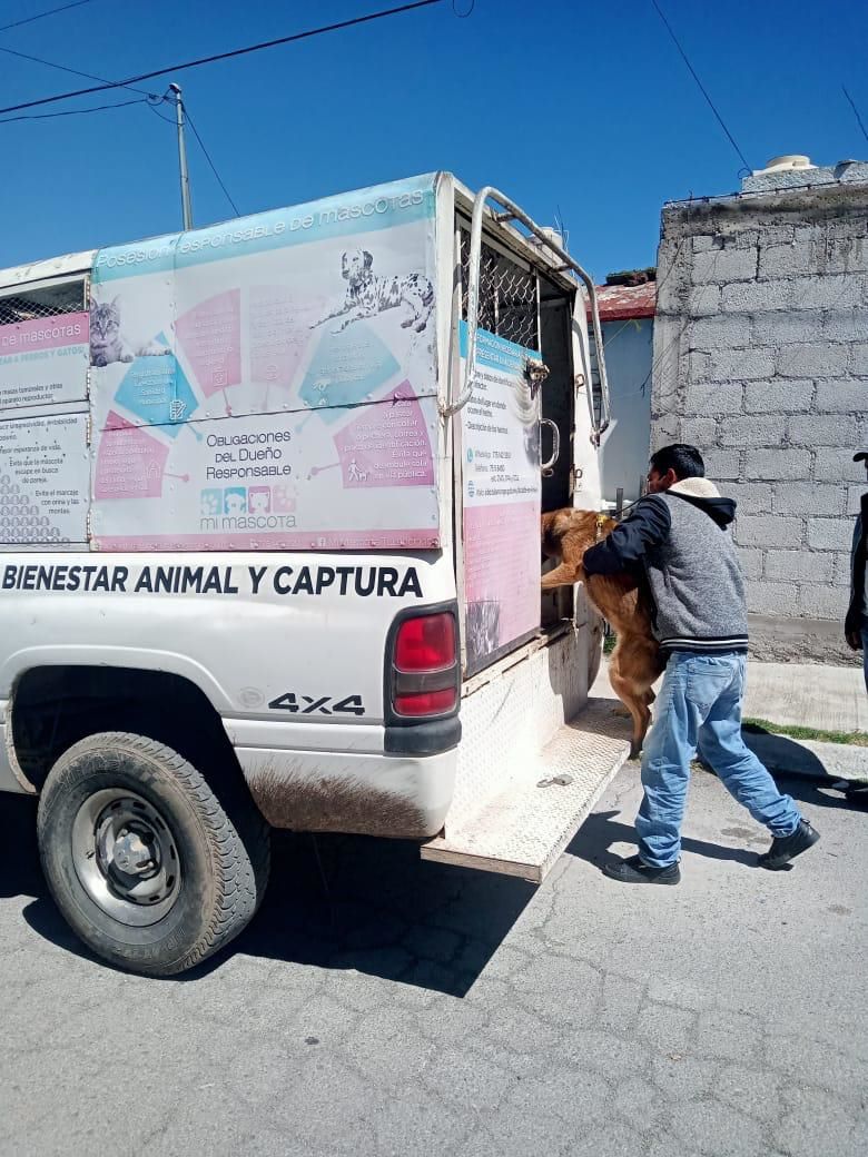 Centro De Control Canino Opera En Huajomulco Y Progresivamente Va Ampliando Su Red De Servicios