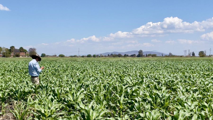 Indispensable Reforzar Sanidad Vegetal Para Proteger El Futuro de La Producción de Alimentos: UMFFAAC