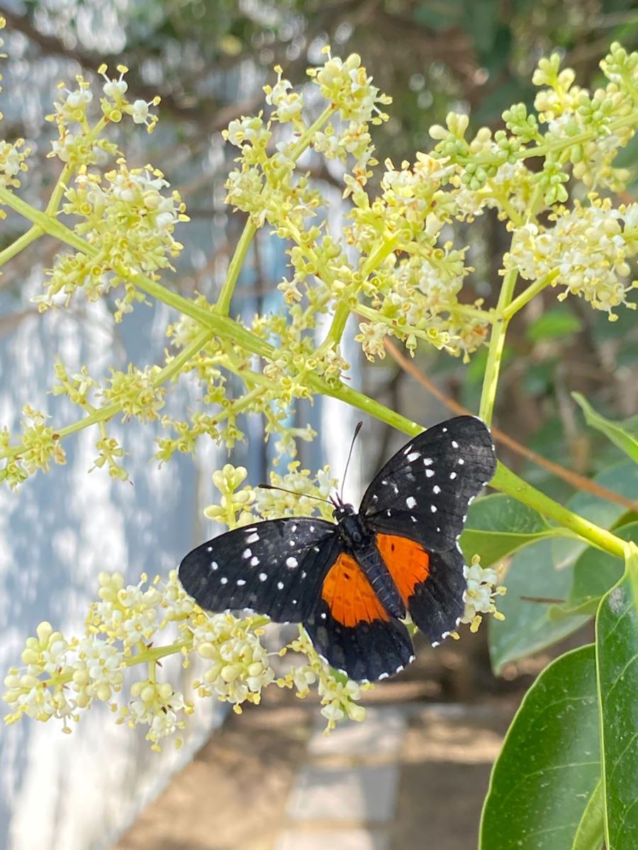 Avistamiento de Mariposas Debido a Temperaturas Atípicas