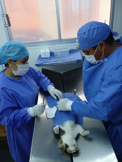 Hidalgo, sede del “Taller Nacional de Esterilización Quirúrgica de Perros y Gatos 2024”