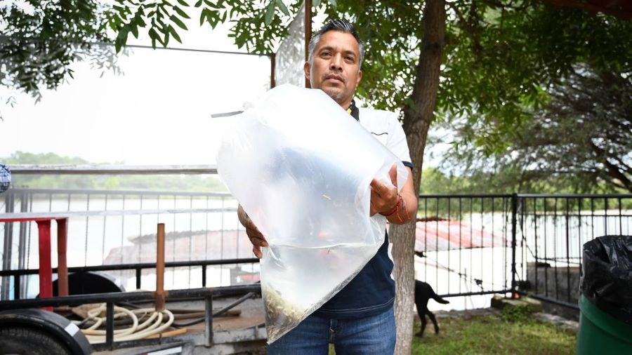 Acuicultores Hidalguenses Han Recibido Más de 9 Millones de Crías de Peces de Diferentes Especies