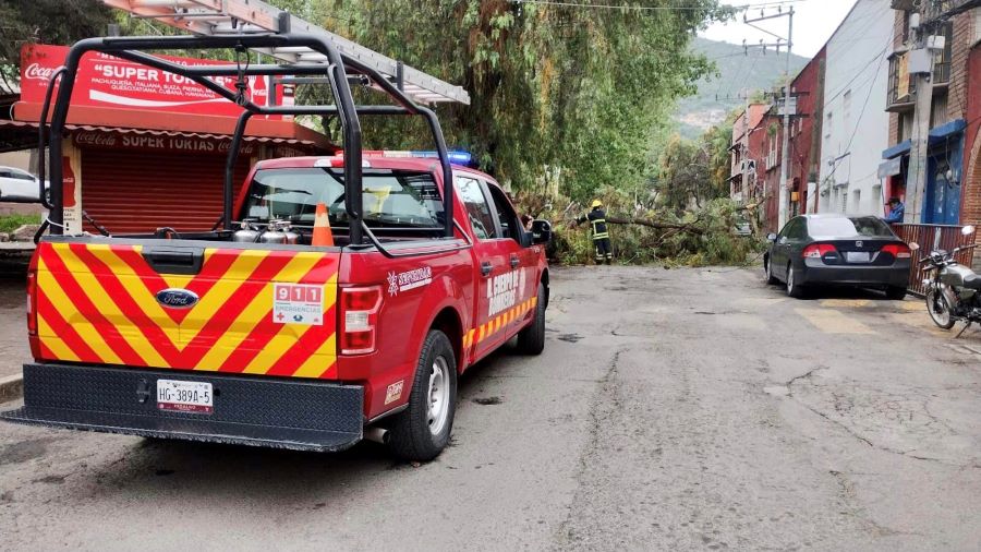 Cae brazo de un árbol de aproximadamente 18 metros de largo, en la calle Venustiano Carranza