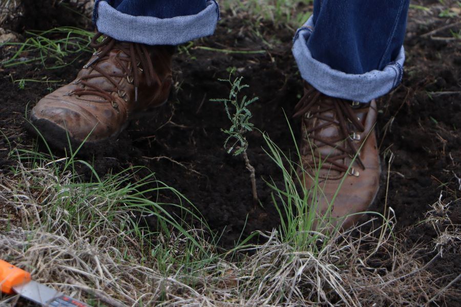 Reforestación en el Área Natural Protegida Cerro Grande en el Marco del Mes del Bosque
