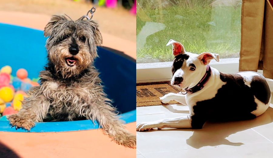 Terapia Asistida Por Animales, Buena Opción Para Tratamientos Psicológicos: Académica de Psicología del ICSa