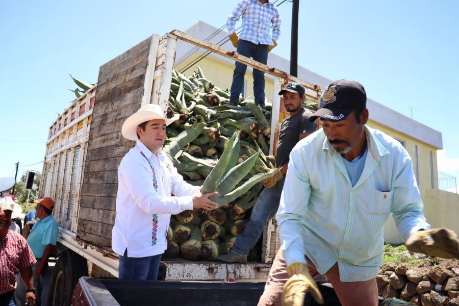 Saderh Entregó Hijuelos de Maguey a Productores de Zempoala