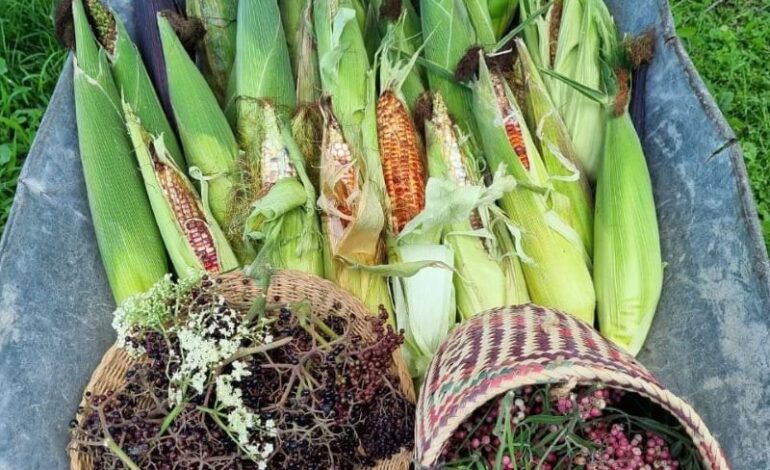 Tercer Festival del Elote y los Esquites en Alfajayucan