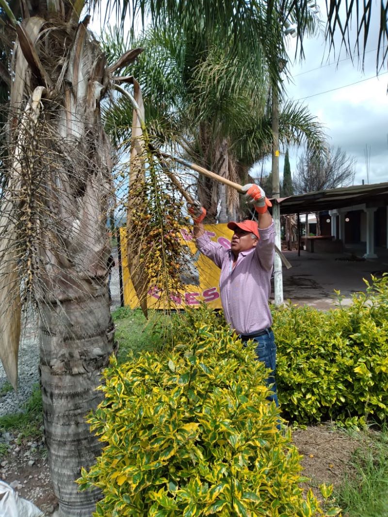 Semarnath Avanza en la Conservación de Germoplasma Forestal en la Entidad