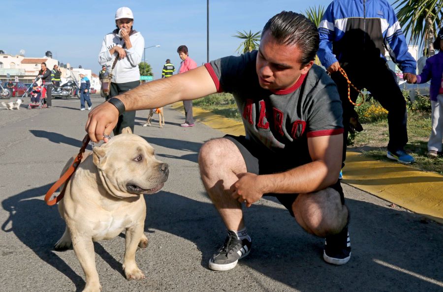 Invita la SSH a Prevenir Mordeduras de Animales
