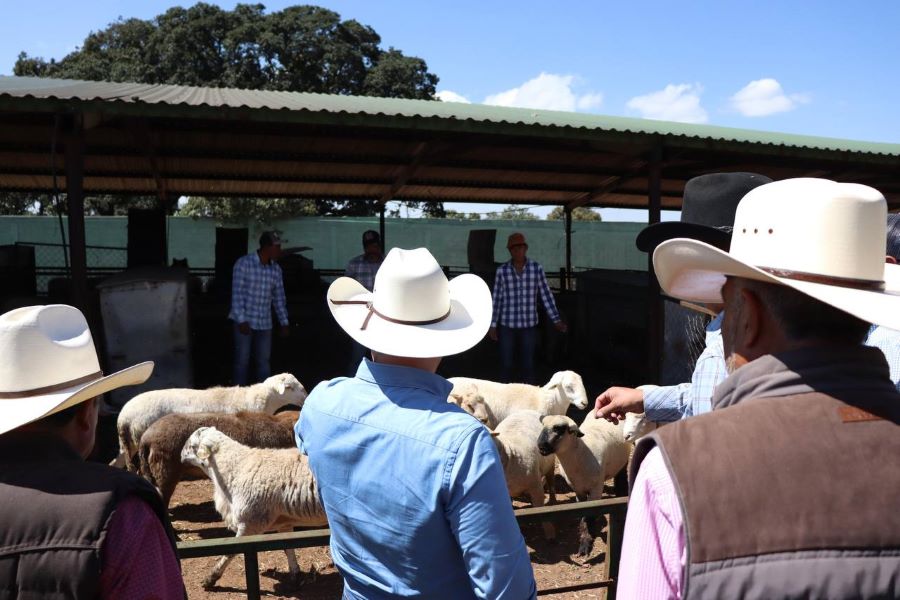 Realiza Titular de Saderh Supervisión a Sementales Ovinos En Singuilucan