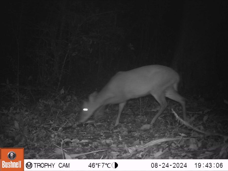 Semarnath y el Ayuntamiento de San Bartolo Tutotepec Implementaron Un Monitoreo Biológico en la Región