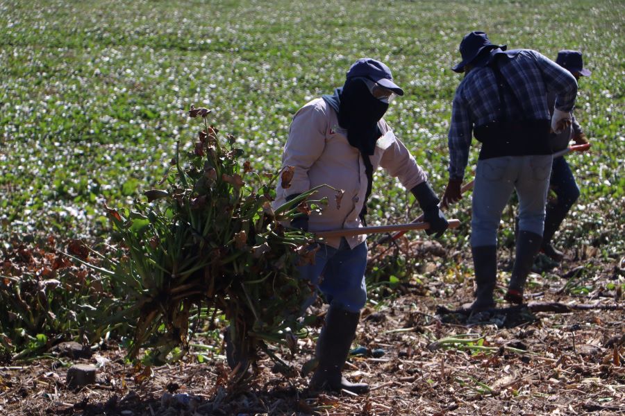 Concluye Con Éxito la Termonebulización en el Litoral de la Presa Endhó