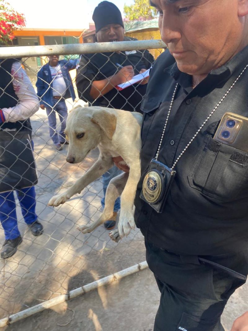 PGJEH Llama a la Ciudadanía a Denunciar Delitos en Contra de los Animales