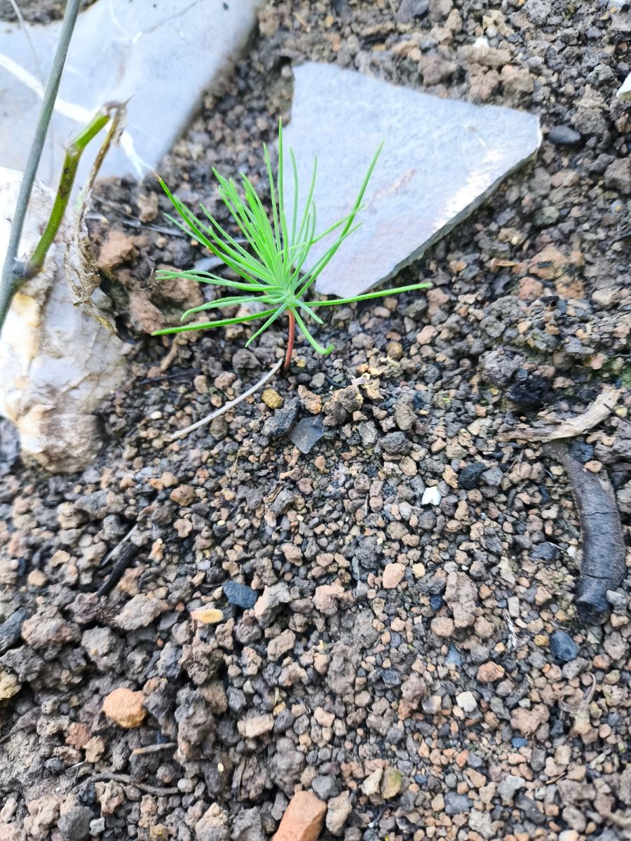 Semarnath da Seguimiento a La Estrategia de Reforestación “Esferas de Vida”