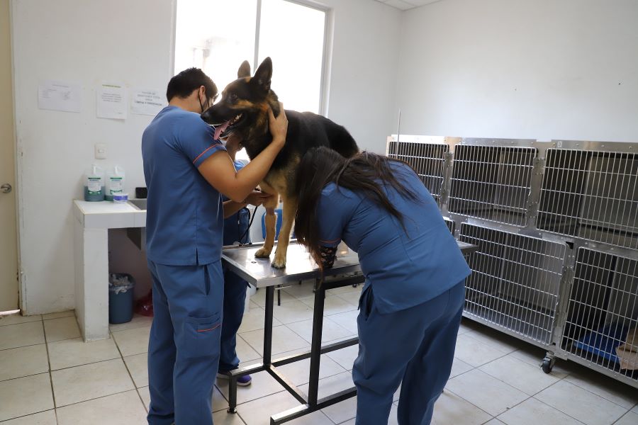 UAEH se Incorpora a AGRIS Por Sus Destacadas Investigaciones en Biodiversidad