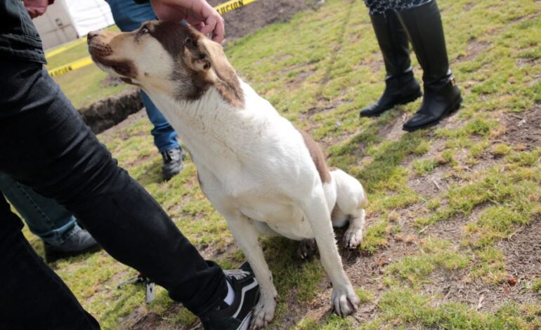Custodia Responsable y Dignificación Veterinaria, Un Llamado Desde la UAEH
