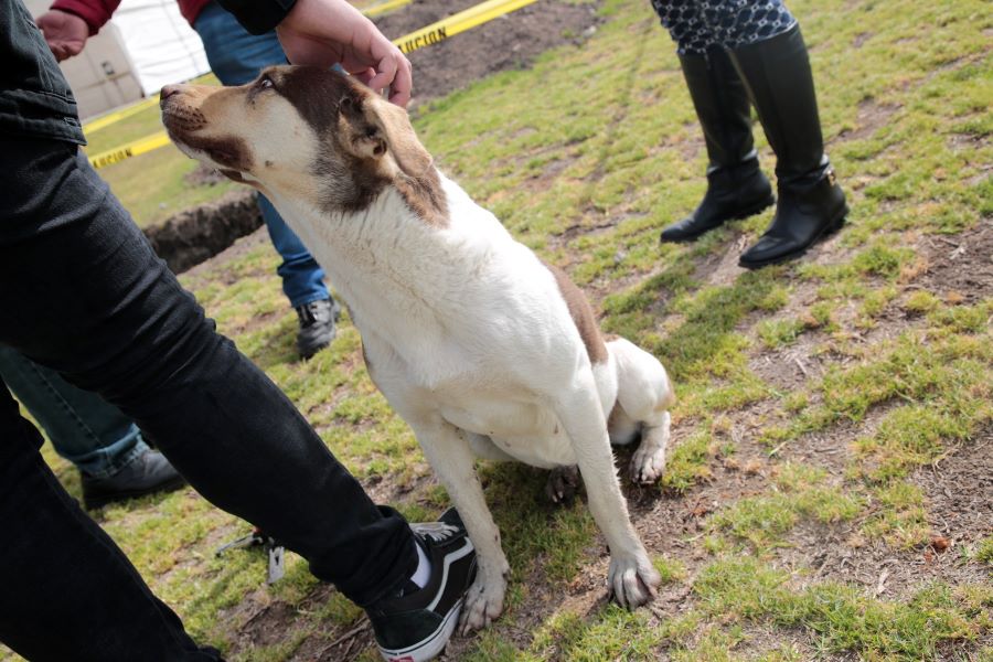 Custodia Responsable y Dignificación Veterinaria, Un Llamado Desde la UAEH