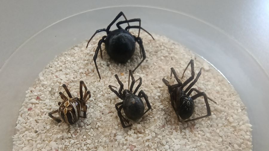 Experto del ICBI-UAEH Recomienda Qué Hacer en Caso de Mordedura de Viuda Negra