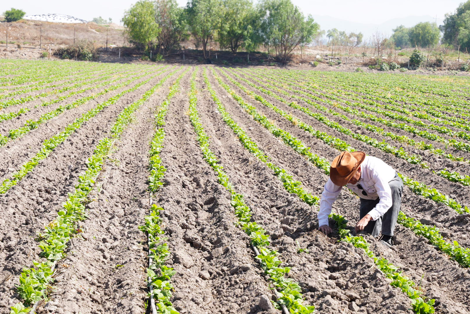 El Valle del Mezquital Quedara Sin Agua de Riego Por Seis Meses Para Lograr La Tecnificación del Campo