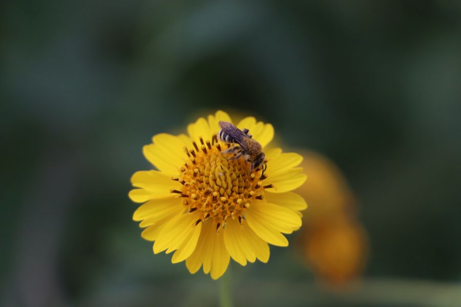 Hidalgo Celebra y Protege a Sus Polinizadoras, Clave Para la Vida y la Alimentación