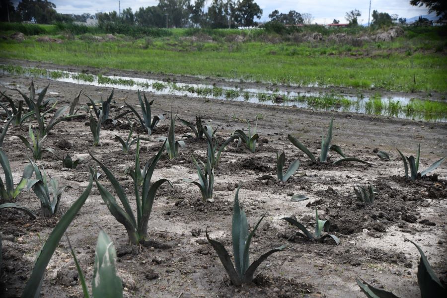 Determina Secretaria del Campo en Tulancingo Afectaciones Por Lluvias Hasta en Un 80% de Cultivos