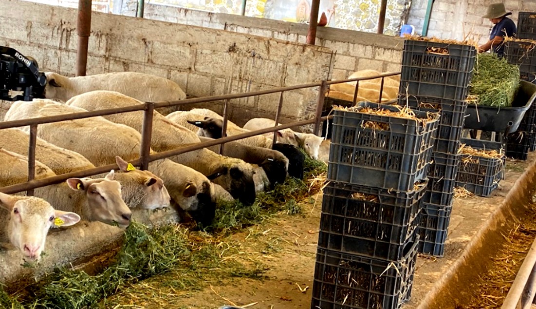 Hidalgo, Libre del Gusano Barrenador