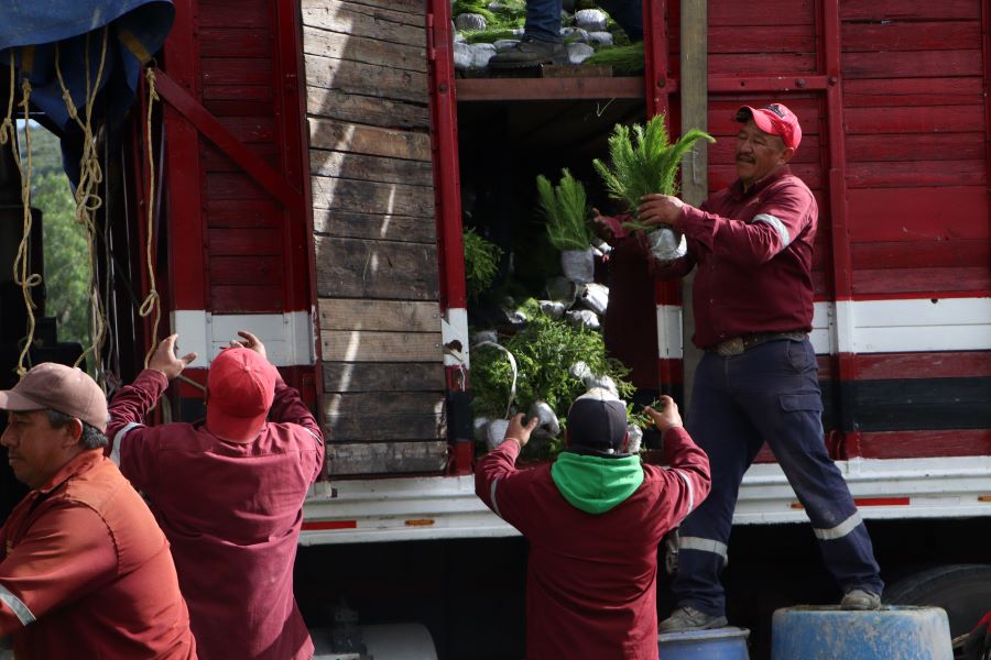 Hidalgo y la Comisión de Recursos Naturales y Desarrollo Rural CORENADR Entregan 377 Mil Plantas Forestales
