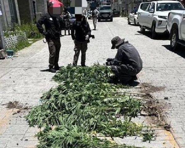 Catea la FGR un Domicilio en Tizayuca, Tenía Jardineras con Plantas de Marihuana