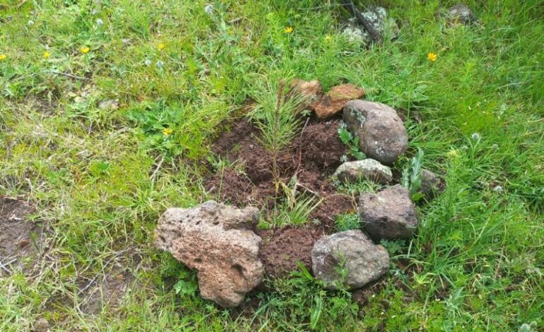 Reporta Semarnath 99% de Supervivencia en Reforestación del ANP Cerros la Paila – El Xihuingo