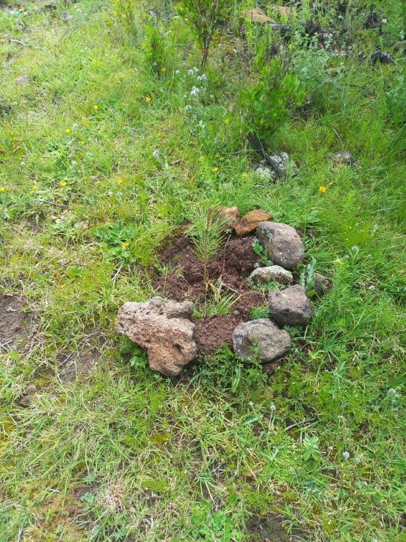 Reporta Semarnath 99% de Supervivencia en Reforestación del ANP Cerros la Paila – El Xihuingo