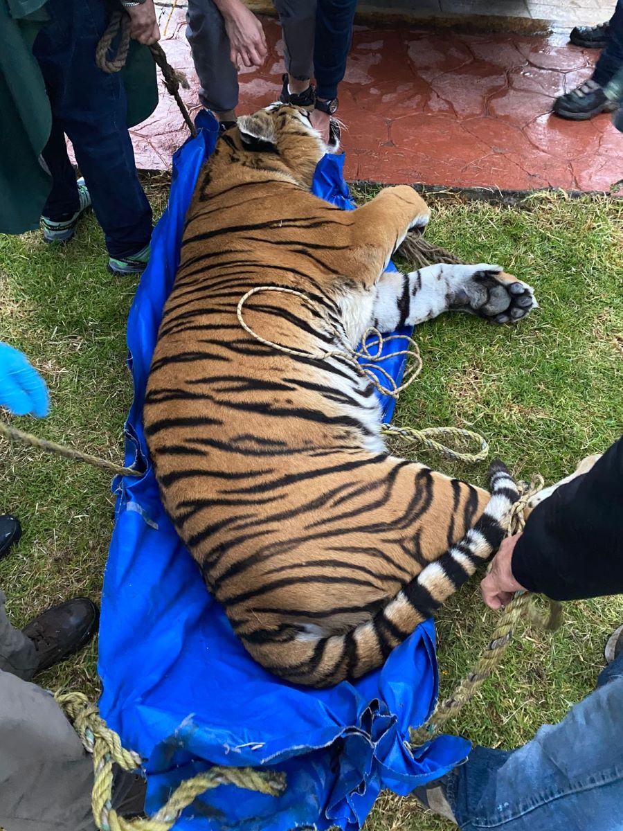 Durante cateo fueron asegurados cuatro felinos salvajes