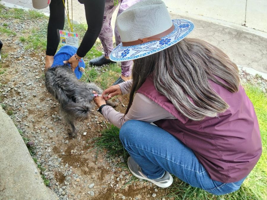 Hidalgo Redobla Esfuerzos Para Proteger a la Población y a sus Animales de Compañía