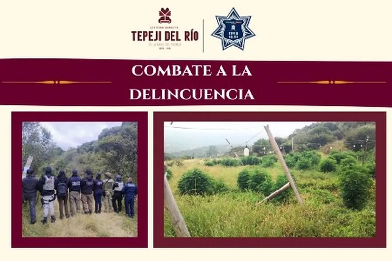 Decomisan Plantío de Mariguana en Tepeji del Río