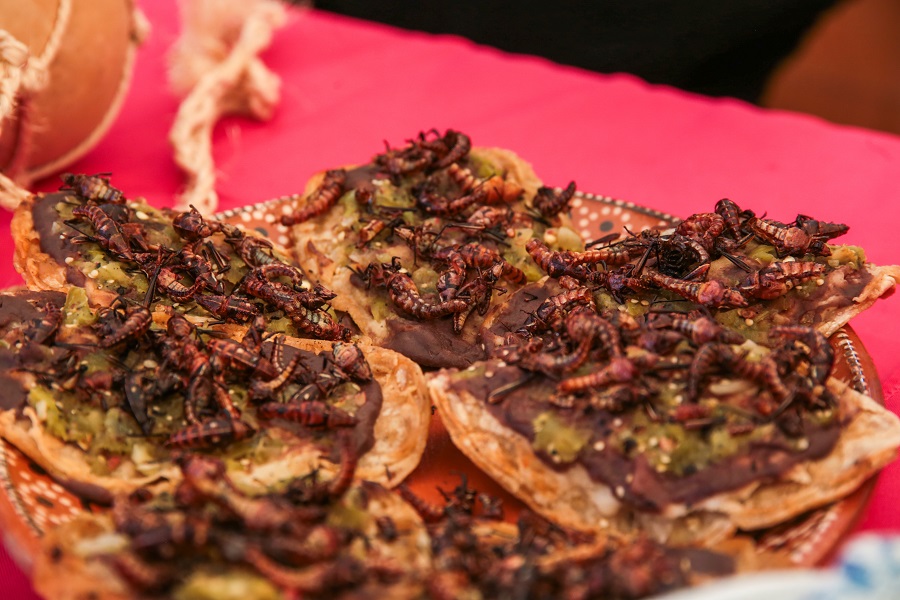 XVIII Festival del Pulque de Ocampo se Anuncia en CDMX Con Tradición, Gastronomía y Rituales