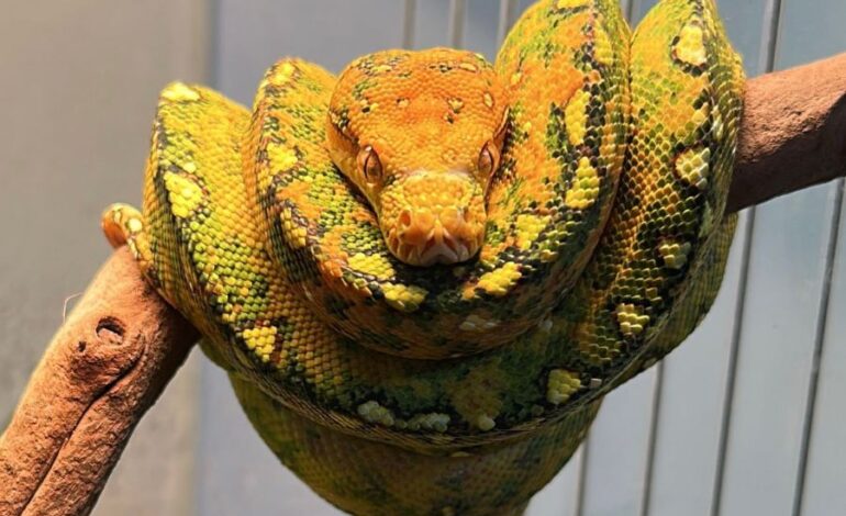 Alumno Garza transforma su pasión por los reptiles en un emprendimiento legal y responsable