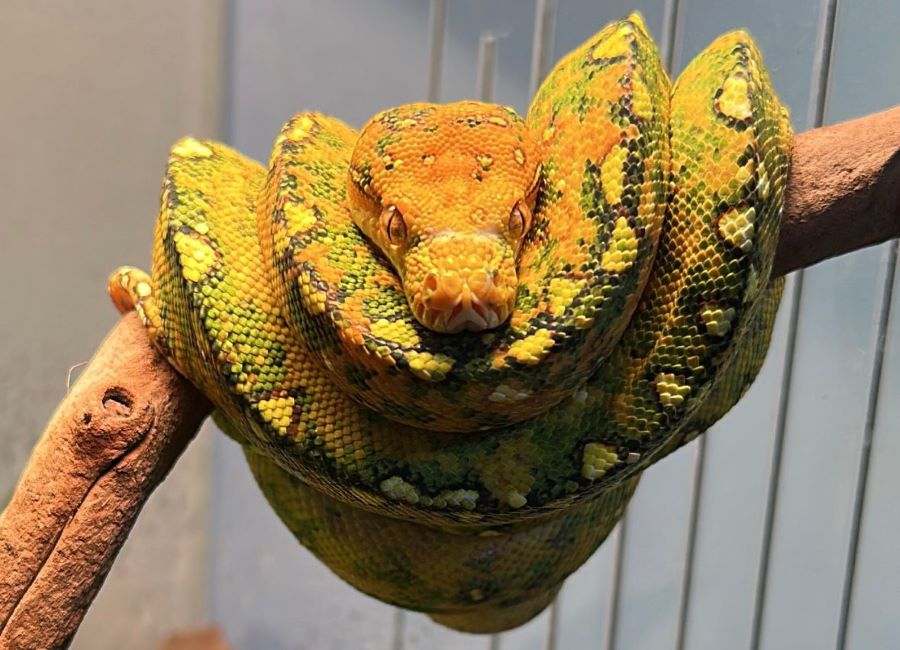 Alumno Garza transforma su pasión por los reptiles en un emprendimiento legal y responsable