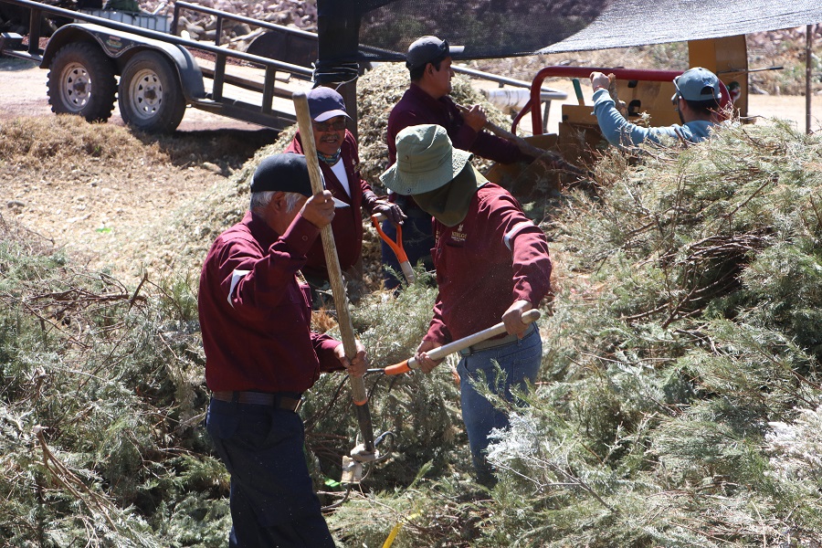 Hidalgo impulsa el reciclaje responsable de árboles de Navidad para proteger el medio ambiente